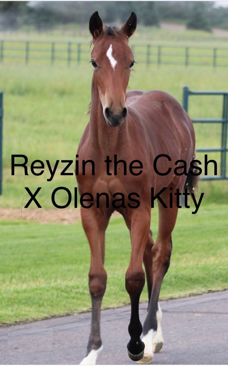 Rezin The Kitty
