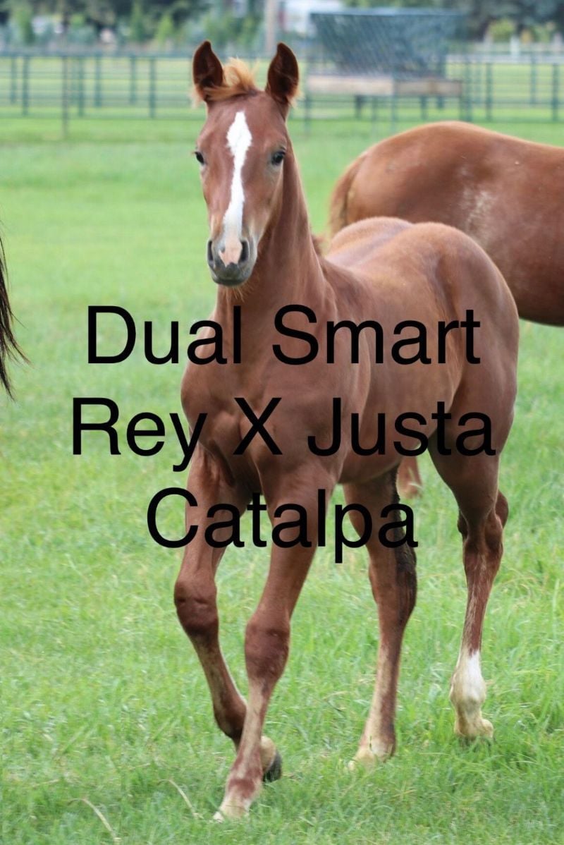 Justa Dual Smart Rey