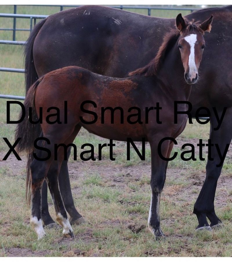 Dual Smart N Catty